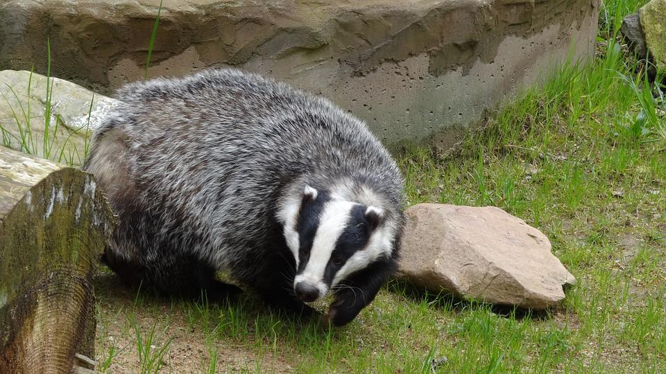 Detail Badger Images Free Nomer 37