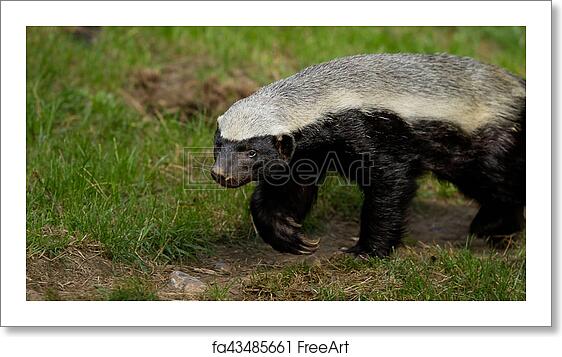 Detail Badger Images Free Nomer 38