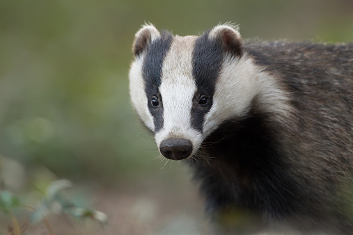 Detail Badger Images Free Nomer 5