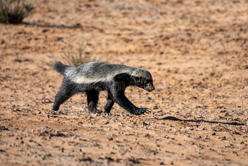 Detail Badger Images Free Nomer 40