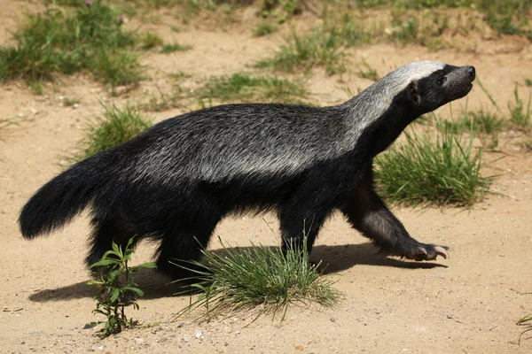Detail Badger Images Free Nomer 43