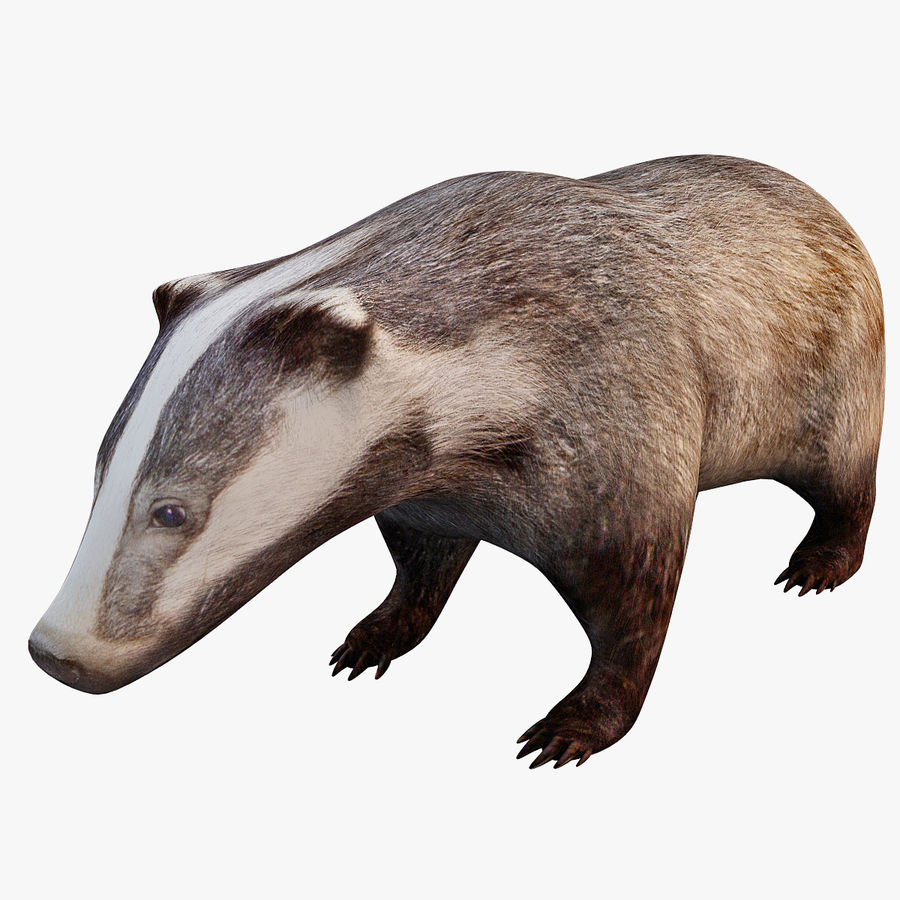 Detail Badger Images Free Nomer 46