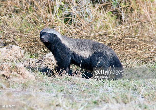 Detail Badger Images Free Nomer 47