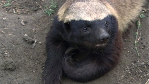 Detail Badger Images Free Nomer 48