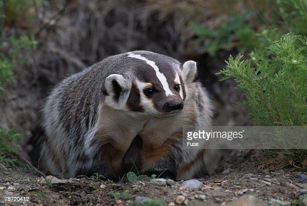 Detail Badger Images Free Nomer 53