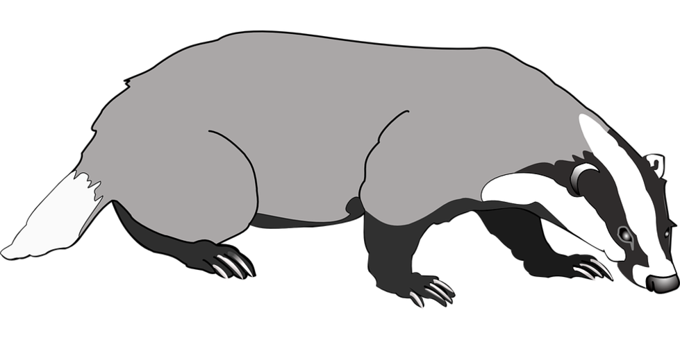 Detail Badger Images Free Nomer 56