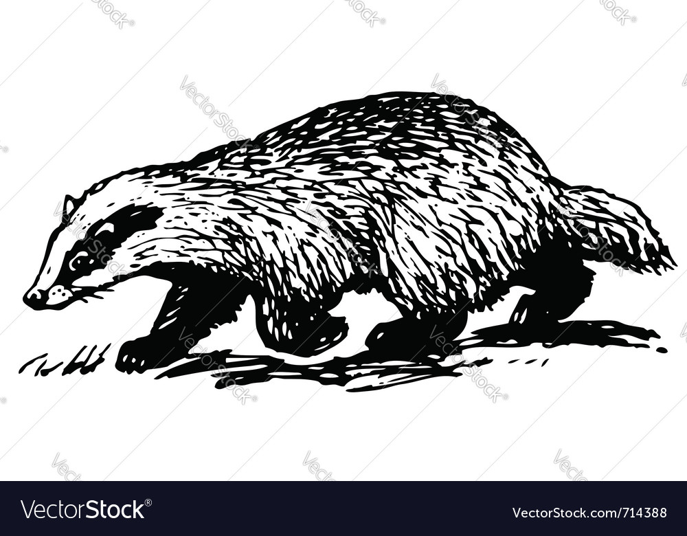 Detail Badger Images Free Nomer 57