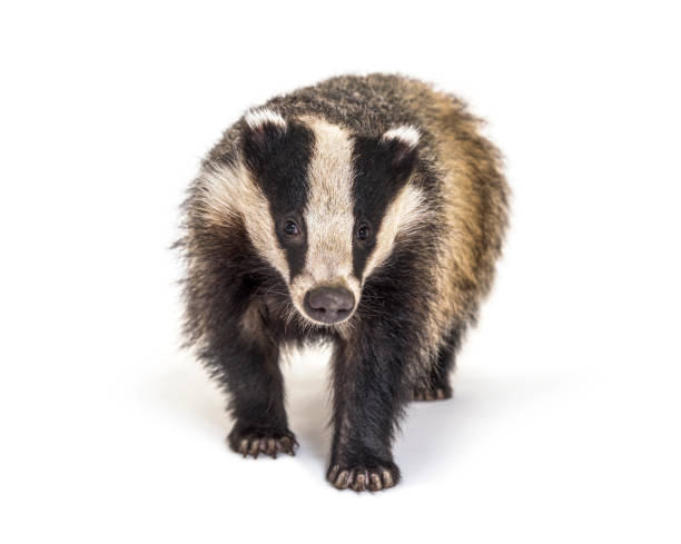 Detail Badger Images Free Nomer 7