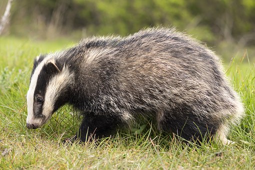Detail Badger Images Free Nomer 8
