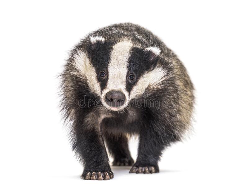Detail Badger Images Free Nomer 9
