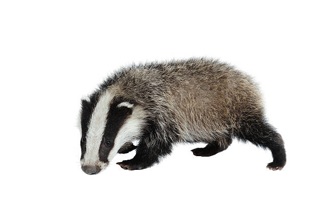 Detail Badger Images Free Nomer 10
