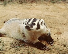 Badger Pictures - KibrisPDR