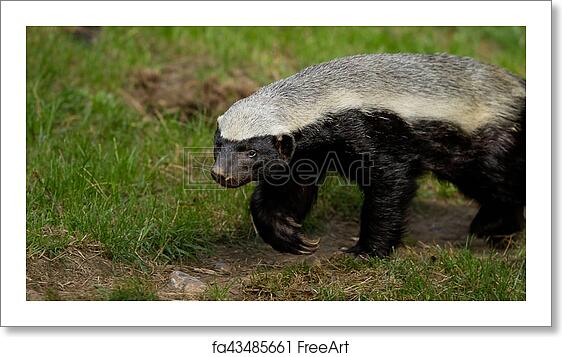 Detail Badger Pictures Free Nomer 46