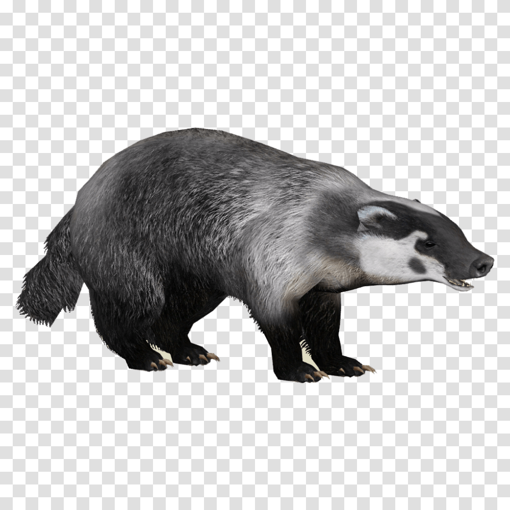 Detail Badger Pictures Free Nomer 49