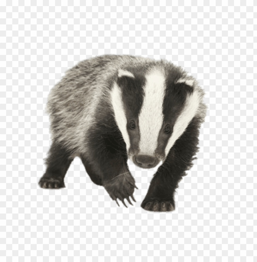 Detail Badger Png Nomer 3