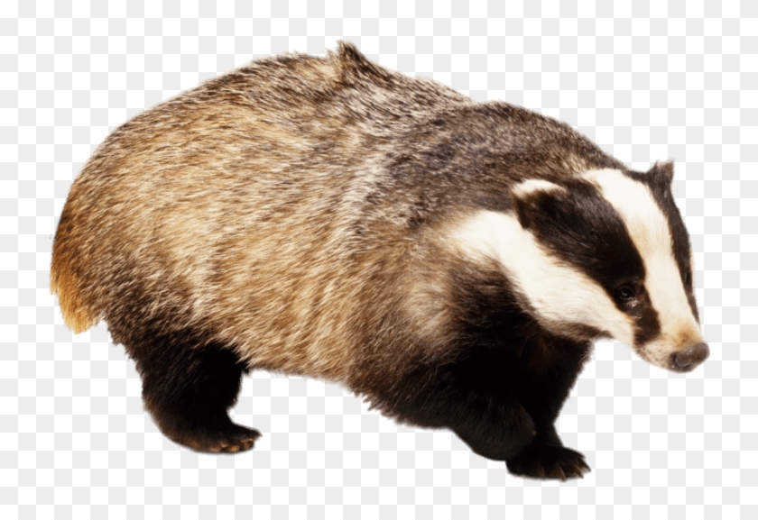 Detail Badger Png Nomer 6