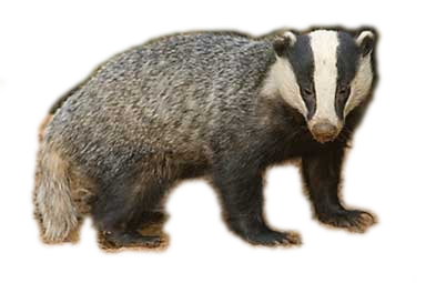 Detail Badger Png Nomer 7