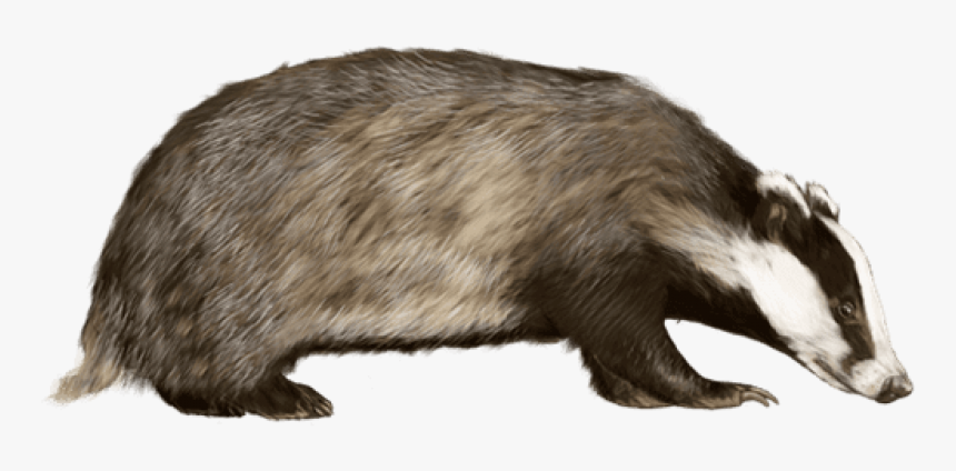 Badger Transparent - KibrisPDR