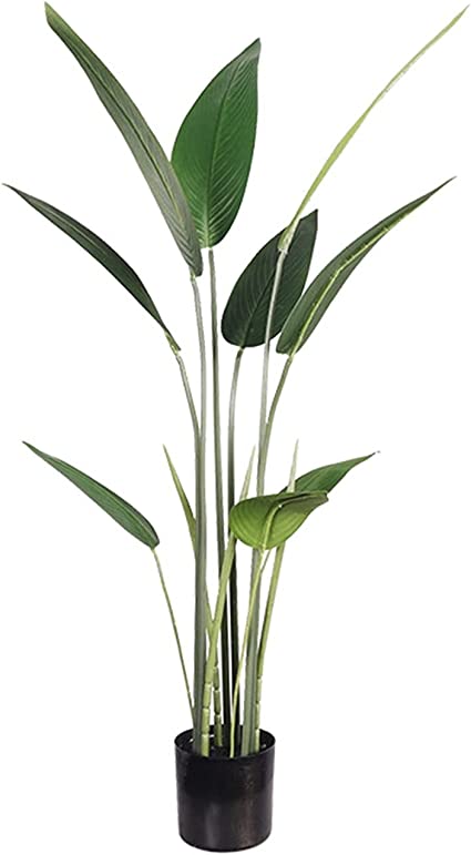 Detail Bananenblatt Pflanze Nomer 19
