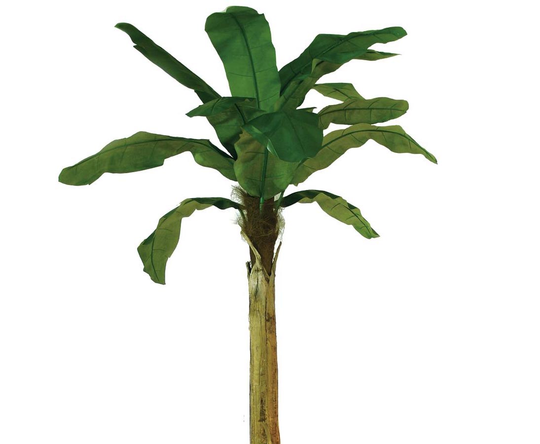 Detail Bananenblatt Pflanze Nomer 21