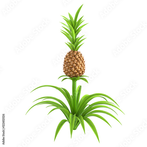 Detail Pineapple Tree Images Nomer 3