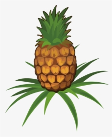 Detail Pineapple Tree Images Nomer 4