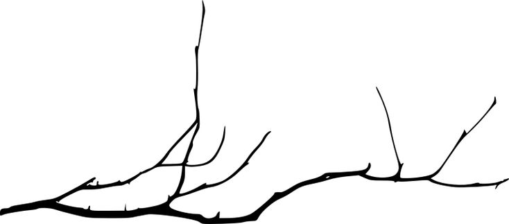 Branch Drawing Easy - KibrisPDR