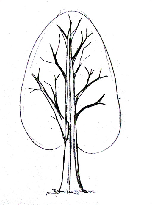 Detail Branch Drawing Easy Nomer 13