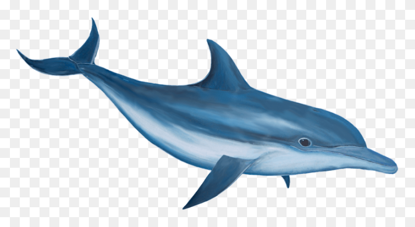 Detail Delfin Png Nomer 15