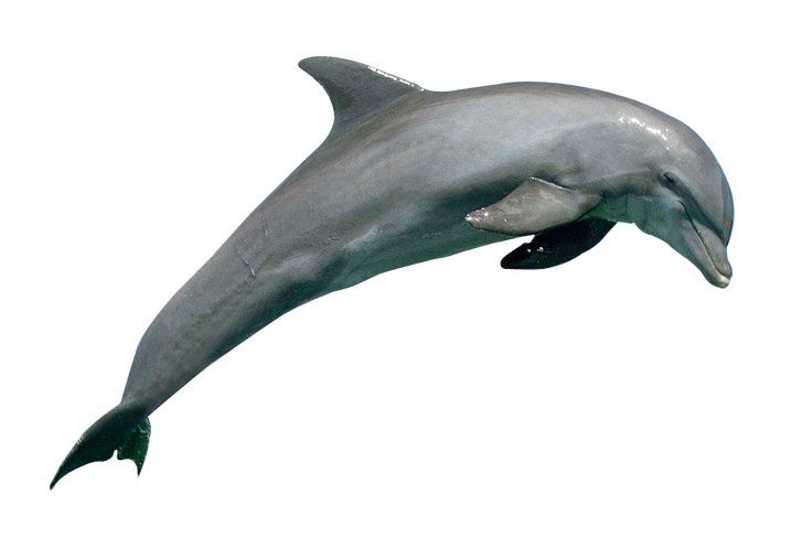 Detail Delfin Png Nomer 19
