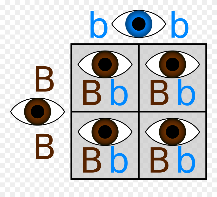 Detail Eye Color Png Nomer 53