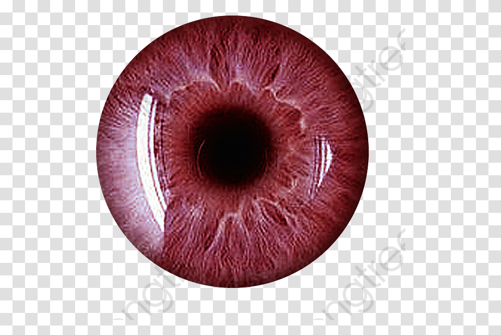 Detail Eye Iris Png Nomer 52