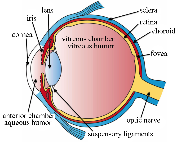 Detail Eyeball Png Images Nomer 44