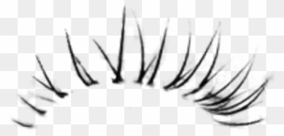 Detail Eyelashes Pictures Clipart Nomer 51