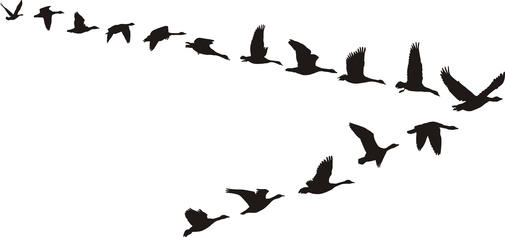 Detail Goose Gladwell Nomer 24