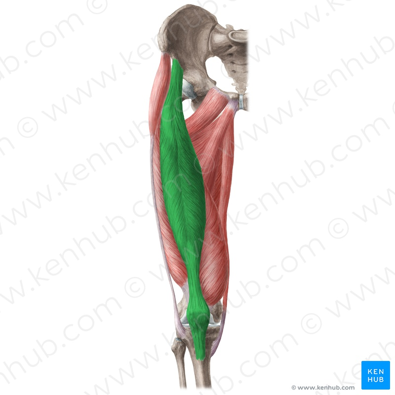 Detail Gracilis Muskel Nomer 9