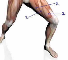 Detail Gracilis Muskel Nomer 10