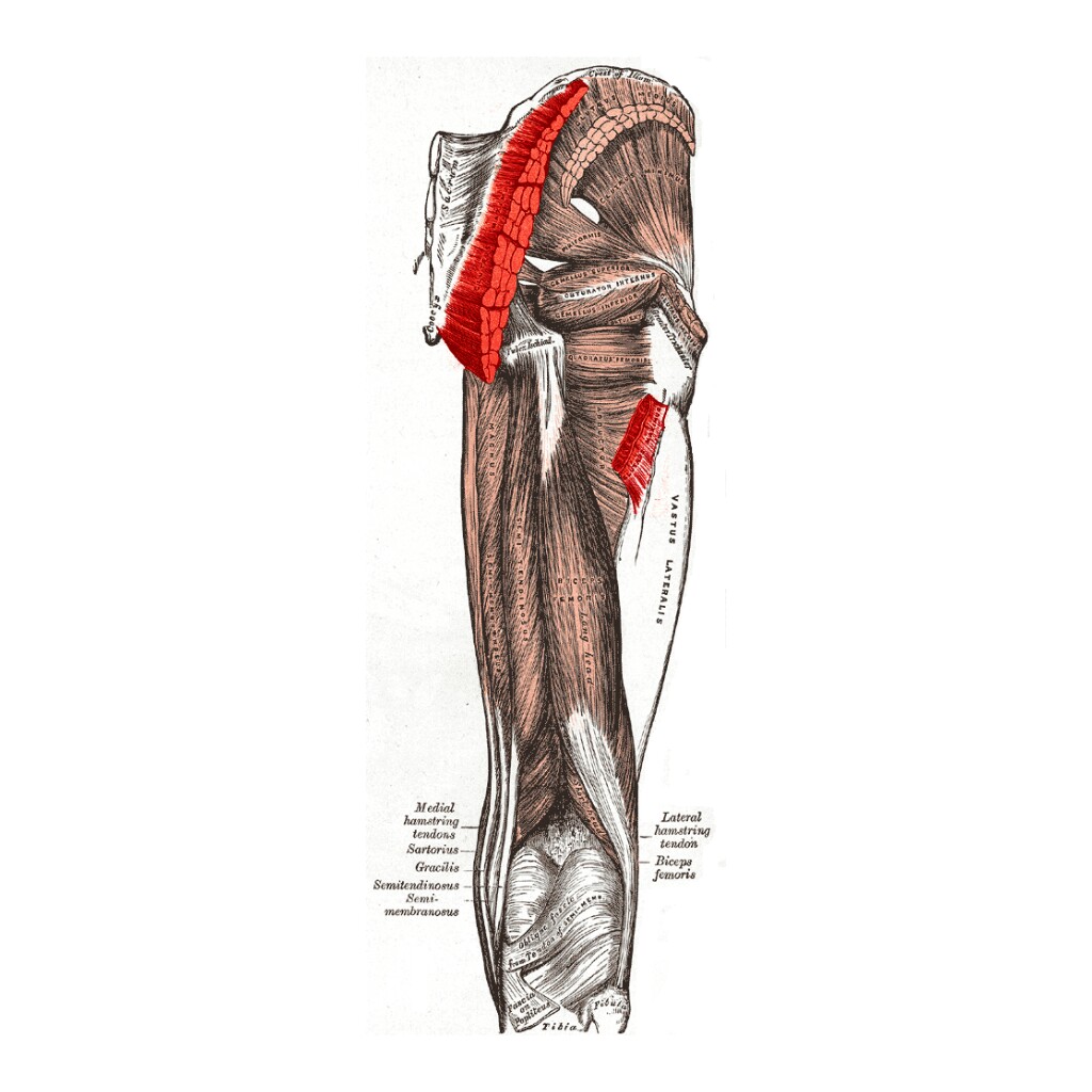 Detail Gracilis Muskel Nomer 15