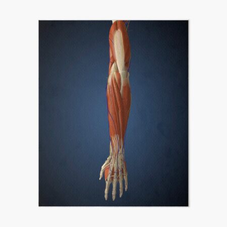 Detail Gracilis Muskel Nomer 19