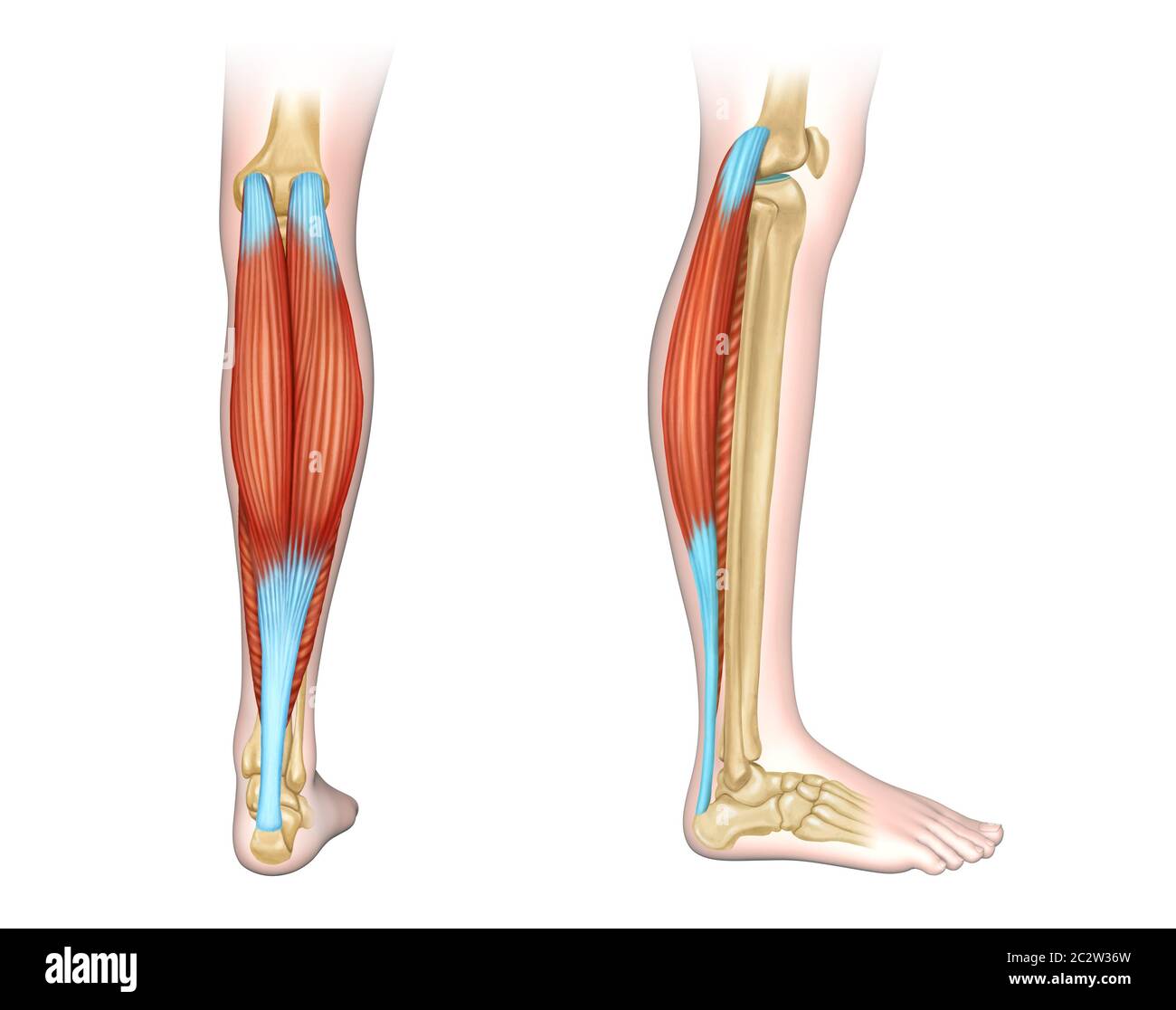 Detail Gracilis Muskel Nomer 20
