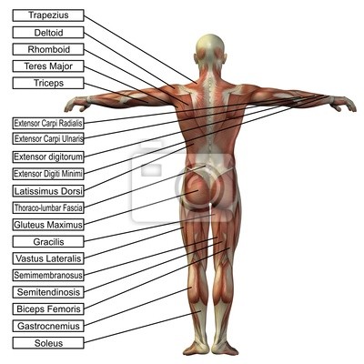 Detail Gracilis Muskel Nomer 7