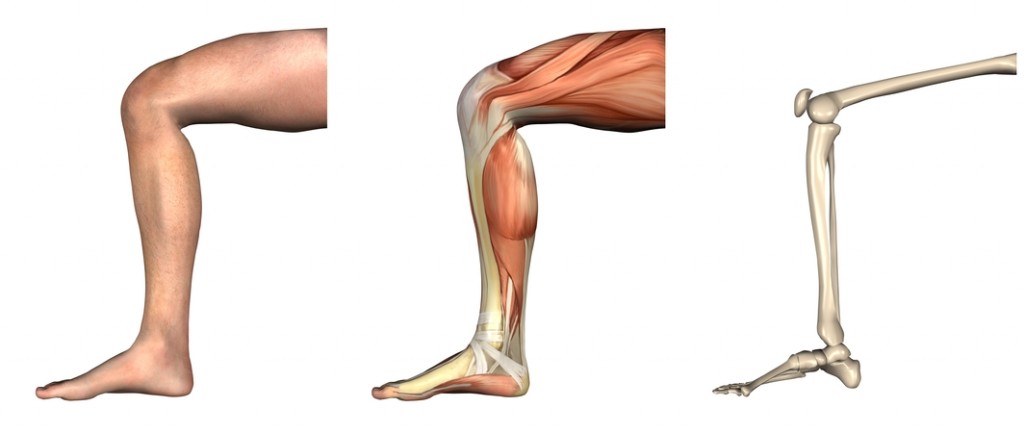 Detail Gracilis Muskel Nomer 8