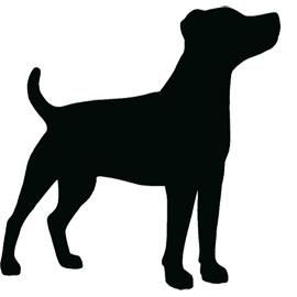 Jack Russell Terrier Zeichnen - KibrisPDR