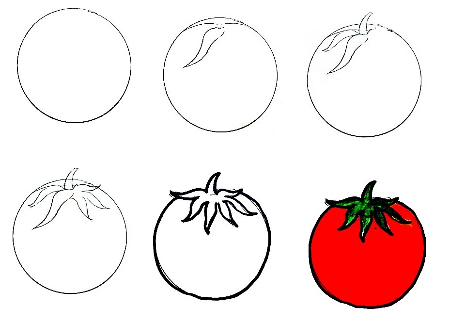 Detail Tomate Zeichnen Nomer 14