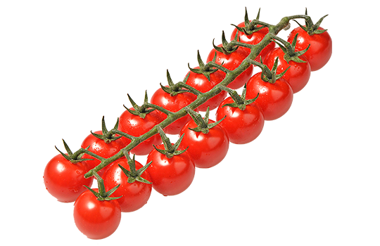 Detail Tomate Zeichnen Nomer 19