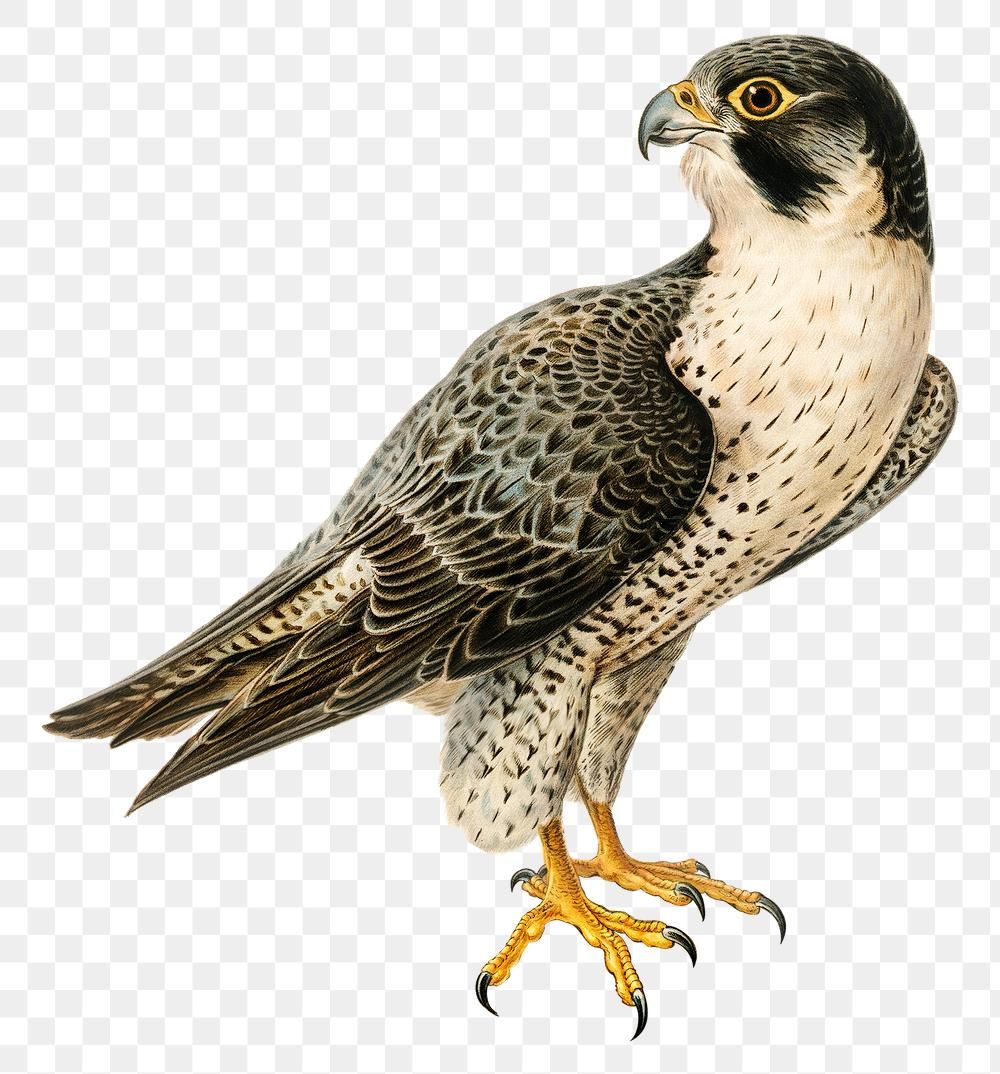 Detail Falco Png Nomer 22