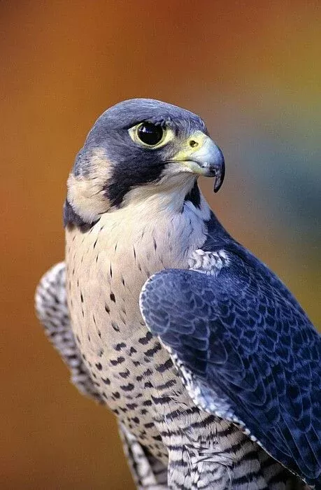 Detail Falcon Bird Images Nomer 26