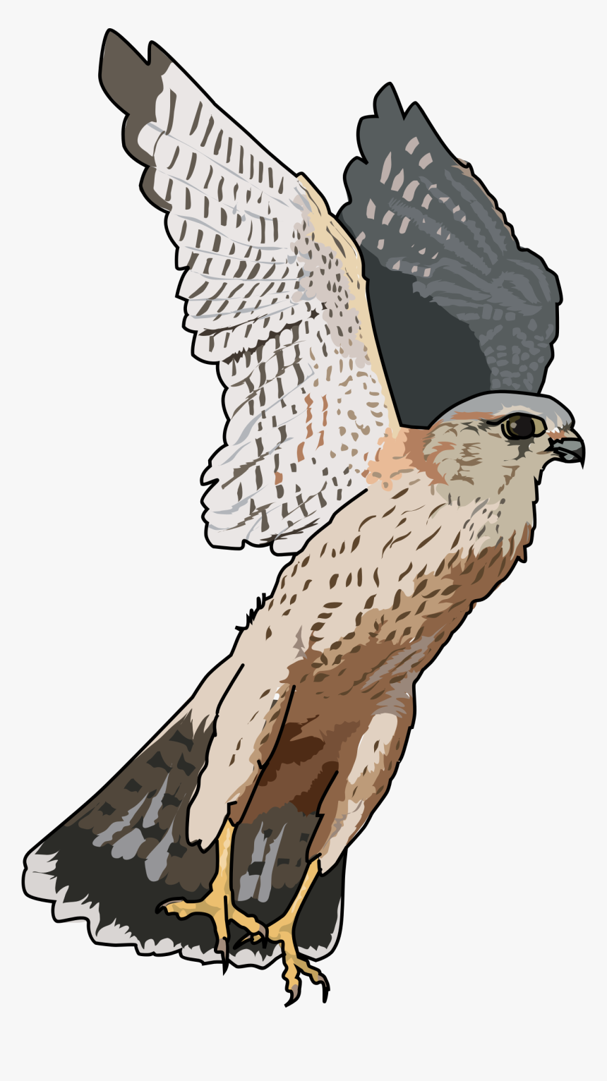 Detail Falcon Clipart Nomer 21