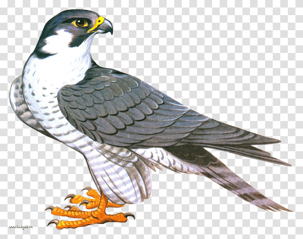 Detail Falcon Clipart Nomer 26