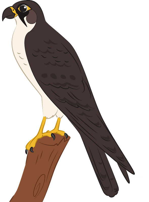 Detail Falcon Clipart Nomer 30